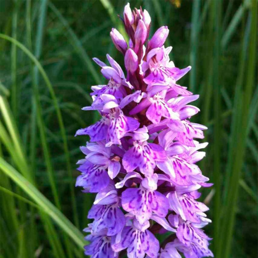 Dactylorhiza maculata - Gevlekte orchis (Flowering)