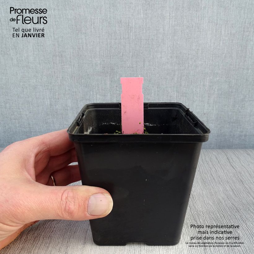 Example of Dactylorhiza majalis - Orchis de Mai ou à feuilles larges  Kweekpotje van 8/9 cm as you get in hiver