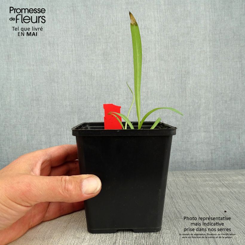 Exemplaar van Dactylorhiza majalis - Brede orchis Kweekpotje van 8/9 cm zoals geleverd in de lente