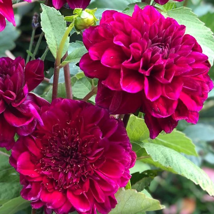 Dahlia Purple Bouquet - anemoonbloemige dahlia (Bloei)