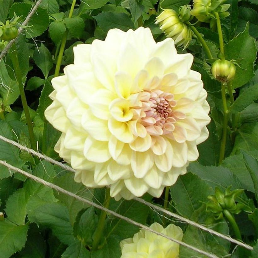 Dahlia Alloway Cottage - decoratieve dahlia (Bloei)