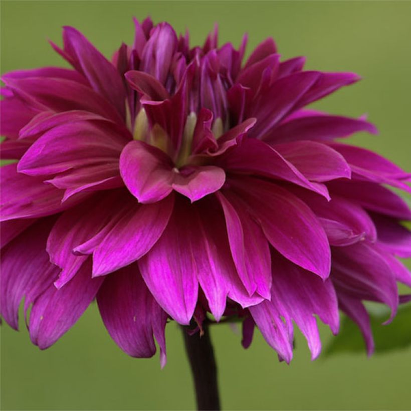 Dahlia Alva's Regalia - decoratieve dahlia (Flowering)