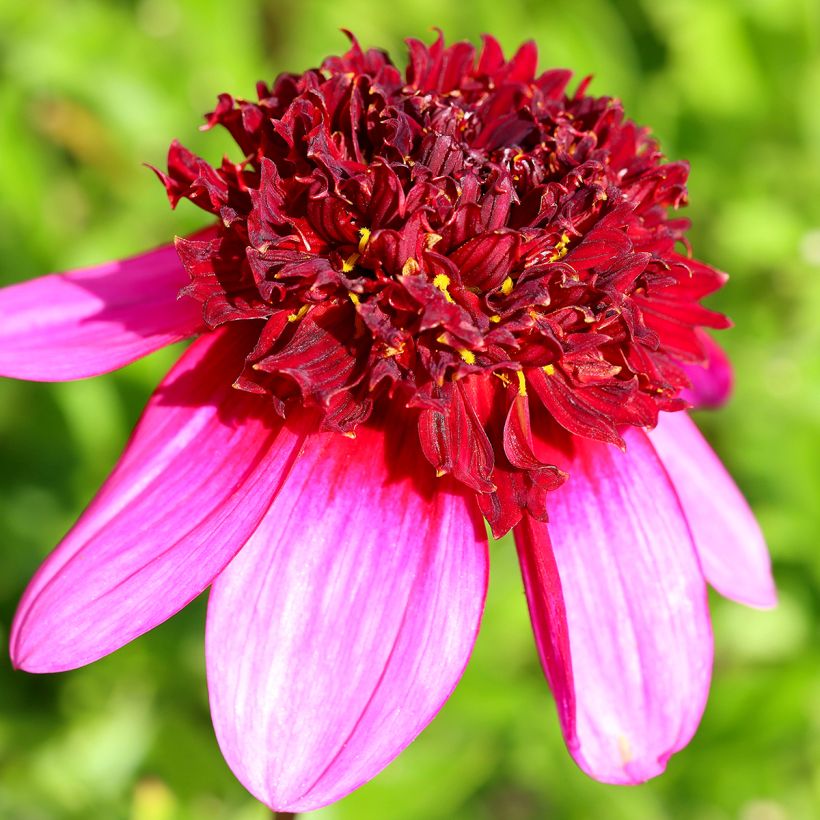 Dahlia anémone Poodle Skirt (Bloei)