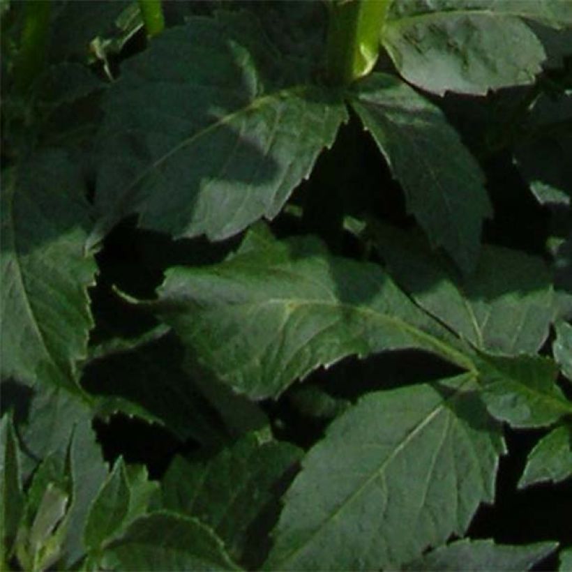 Dahlia Platinum Blonde - anemoonbloemige (Foliage)