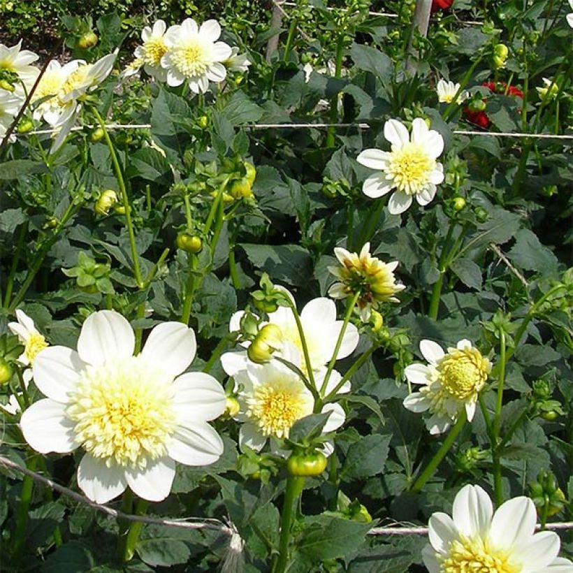 Dahlia Platinum Blonde - anemoonbloemige (Flowering)