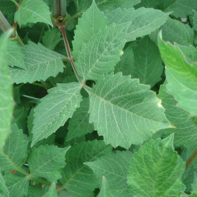 Dahlia Anne Cornelia - decoratieve dahlia (Blad)