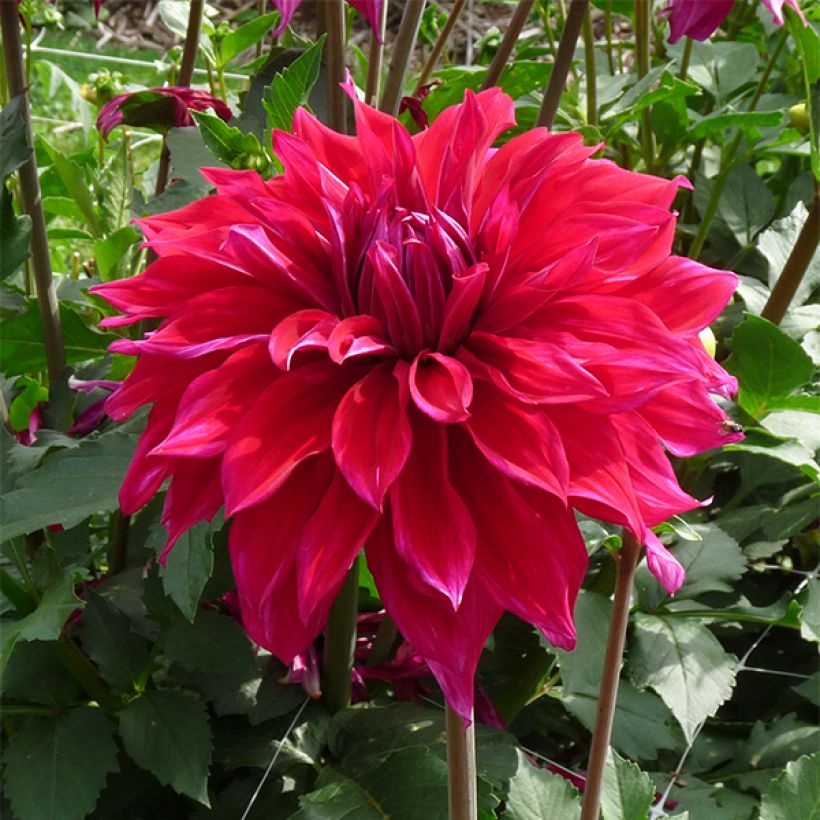 Dahlia Babyloon Pourpre - decoratieve dahlia (Flowering)