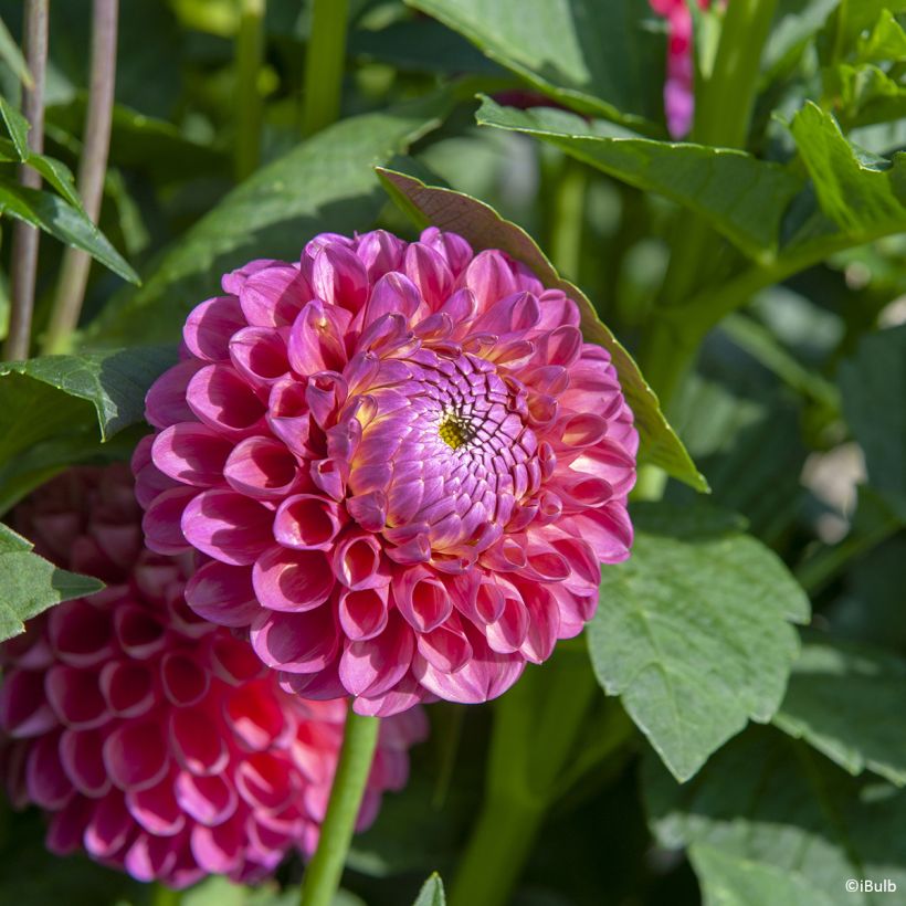 Dahlia balle Jowey Frambo (Bloei)