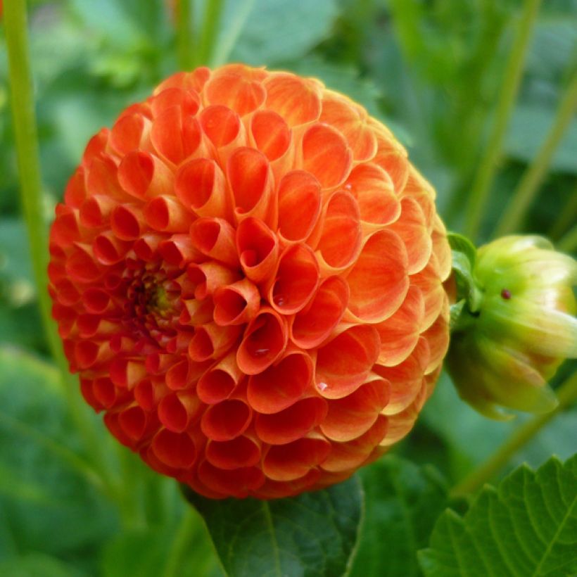 Dahlia Bantling - baldahlia (Flowering)