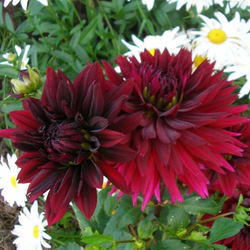 Dahlia Black Touch - Cactusdahlia (Flowering)