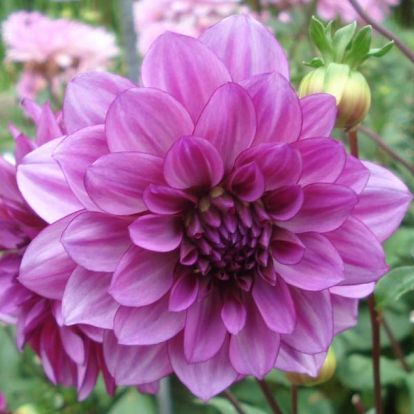 Dahlia Blue Bell - decoratieve dahlia (Flowering)