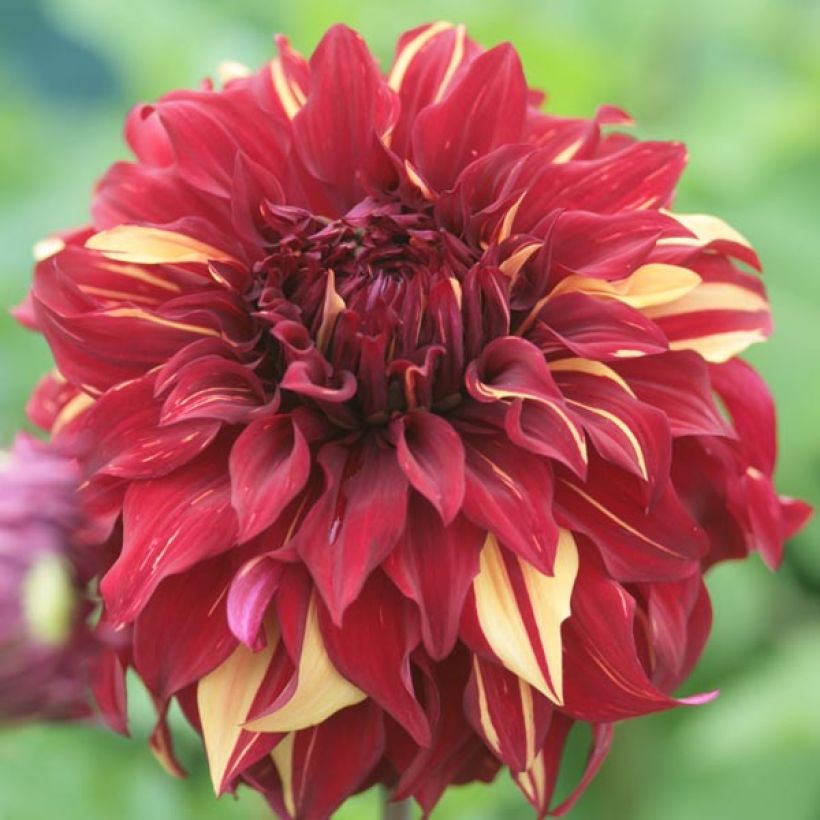 Dahlia Bohemian Spartacus - grootbloemige dahlia (Flowering)