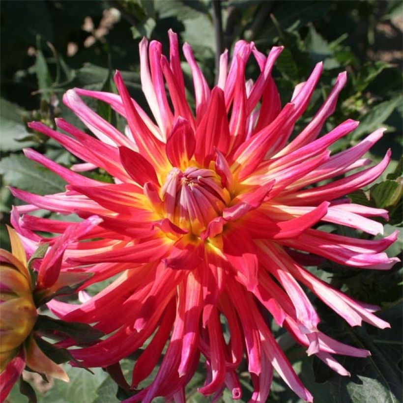 Dahlia Bora Bora - cactusdahlia (Flowering)