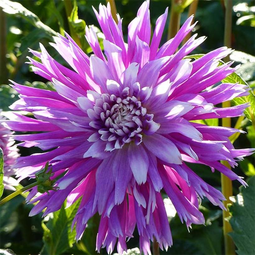 Dahlia Table Dancer - cactusdahlia (Flowering)
