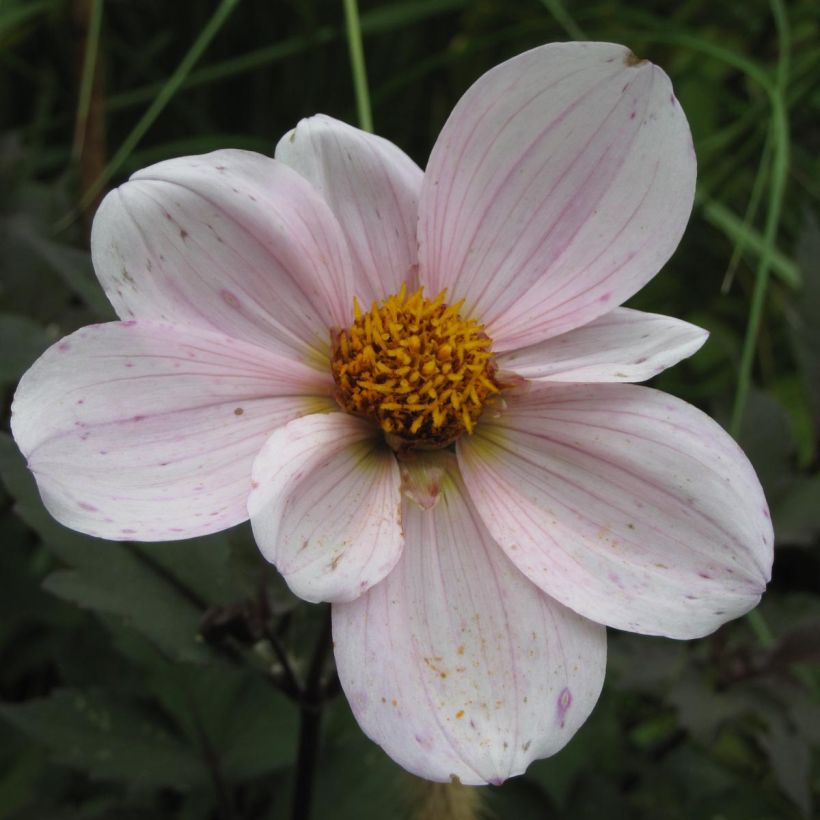 Dahlia Cory - dwergdahlia (Bloei)