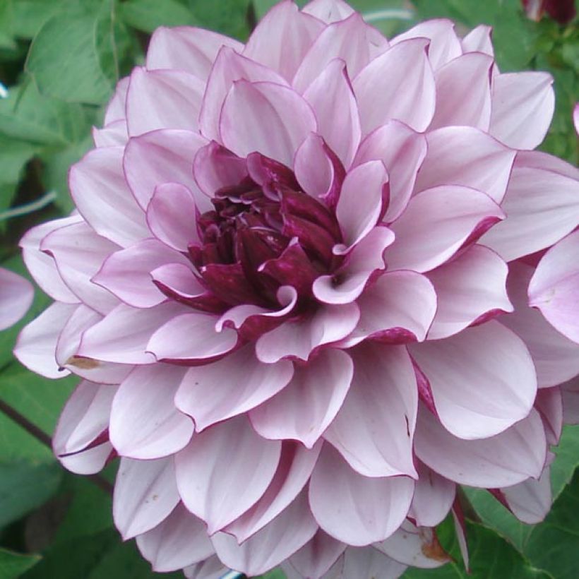 Dahlia Creme de Cassis - decoratieve dahlia (Flowering)