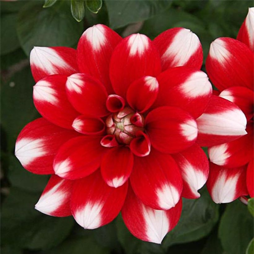 Dahlia Nagano - decoratieve dahlia (Flowering)