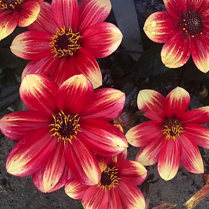 Dahlia Dahlegria Bicolore - dwergdahlia (Flowering)