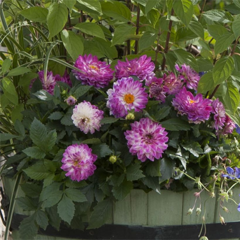 Dahlia Dalina Maxi Bonita - Dwergdahlia (Flowering)