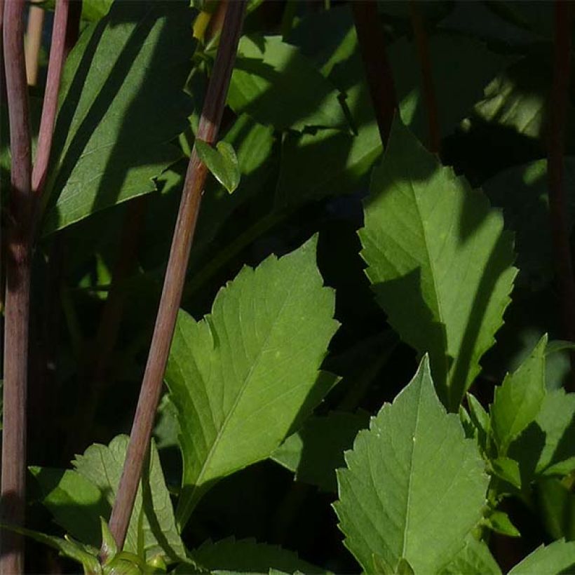 Dahlia Babylon Bronze - decoratieve dahlia (Foliage)