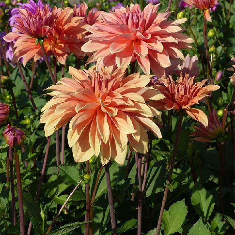 Dahlia Babylon Bronze - decoratieve dahlia (Plant habit)