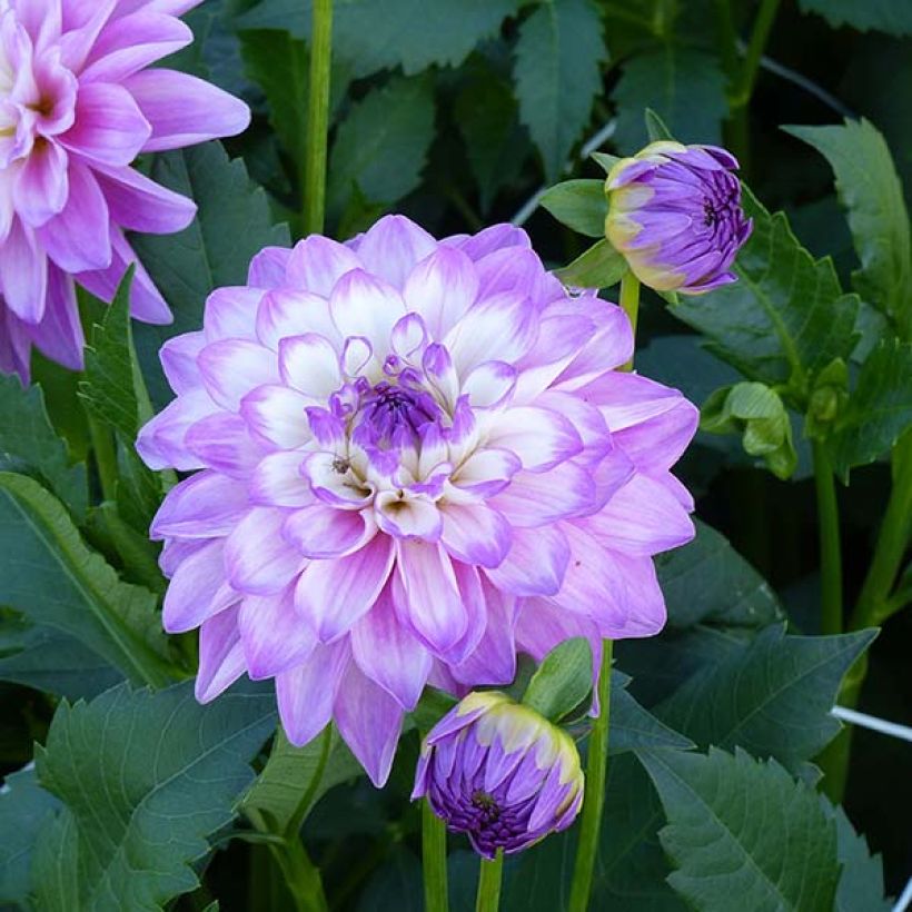 Dahlia Blue Wish - decoratieve dahlia (Flowering)
