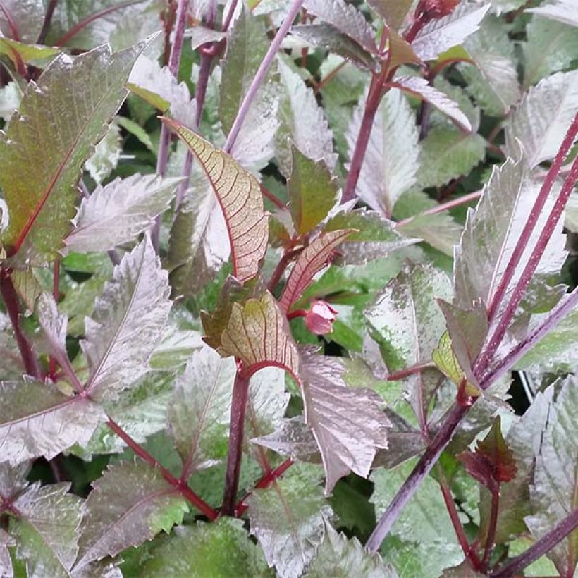 Dahlia Evening Breeze - decoratieve dahlia (Blad)