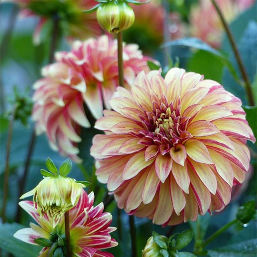 Dahlia Irish Pinwheel - decoratieve dahlia (Bloei)