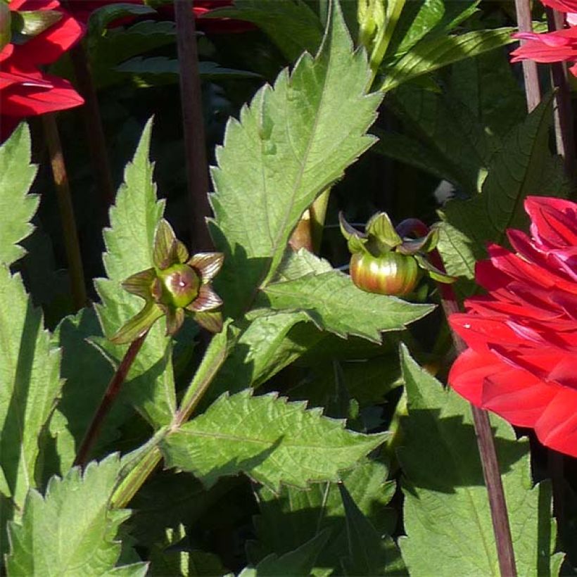 Dahlia Karma Amora - decoratieve dahlia (Foliage)