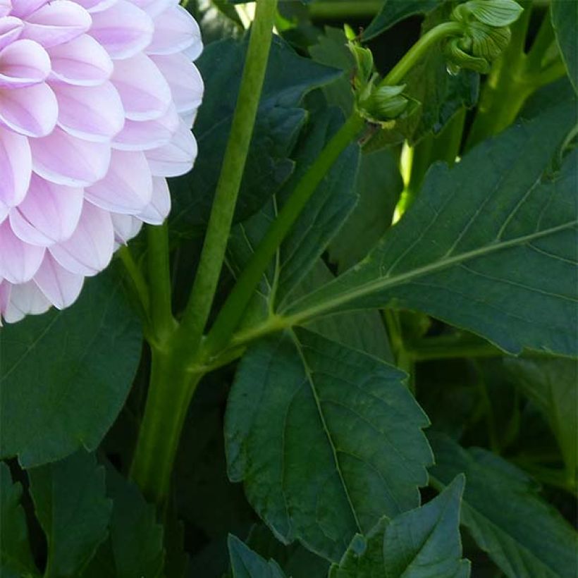 Dahlia Pink Silk - decoratieve dahlia (Foliage)
