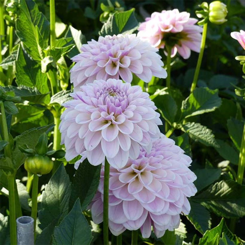 Dahlia Pink Silk - decoratieve dahlia (Flowering)