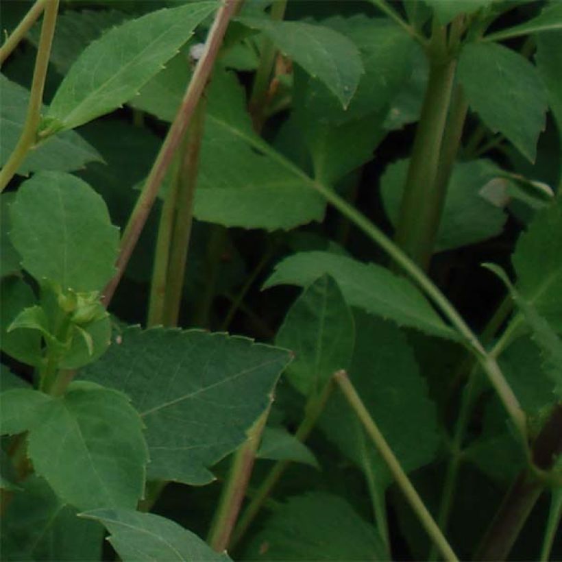 Dahlia Sunset Tropical - decoratieve dahlia (Foliage)