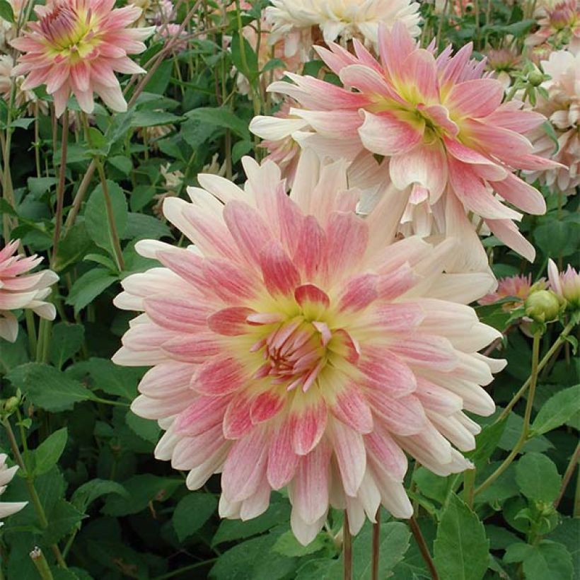 Dahlia Sunset Tropical - decoratieve dahlia (Flowering)