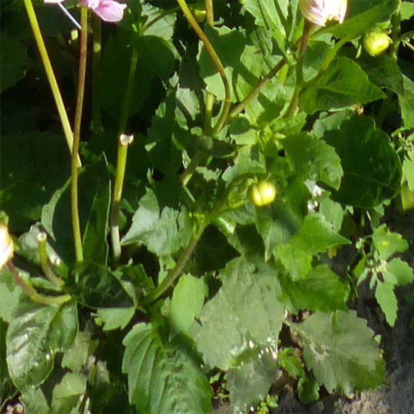 Dahlia Sweet Tiamo - decoratieve dahlia (Blad)