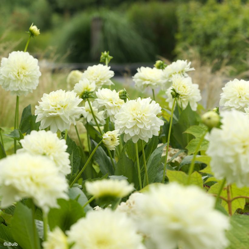 Dahlia décoratif Karma Serena (Bloei)