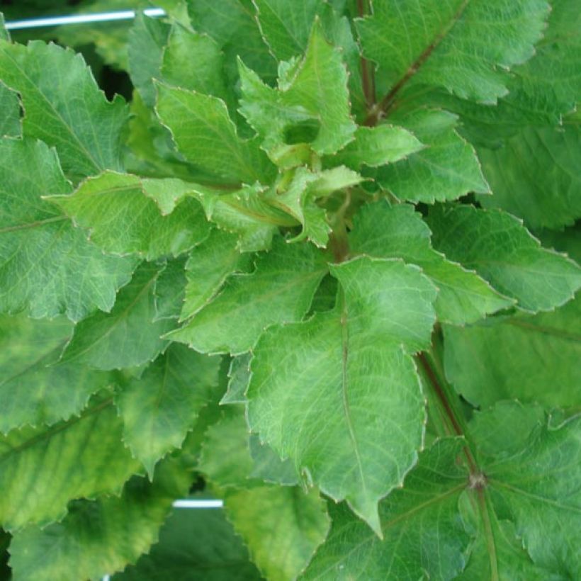 Dahlia Encore - Fimbriata-dahlia (Foliage)