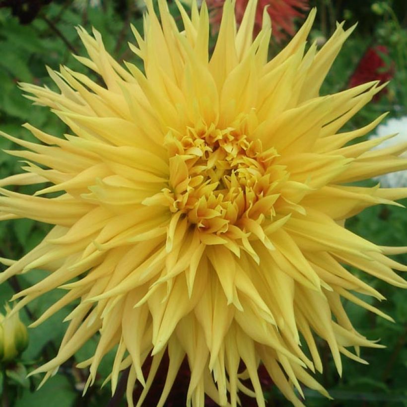 Dahlia Encore - Fimbriata-dahlia (Flowering)