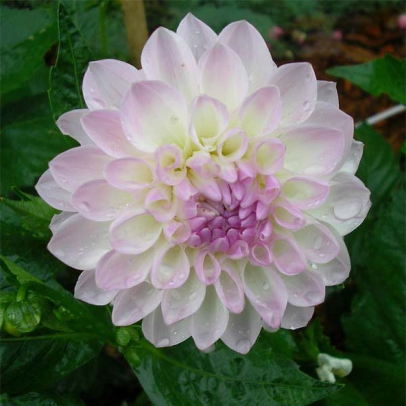 Dahlia Evelyne - decoratieve dahlia (Bloei)