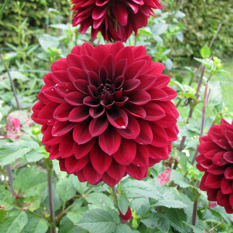 Dahlia Faro - decoratieve dahlia (Bloei)