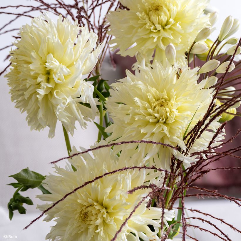 Dahlia Promise - Fimbriata-dahlia (Bloei)