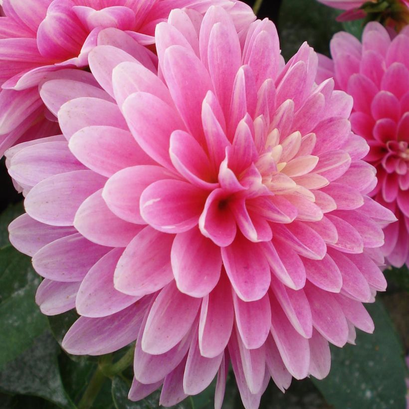 Dahlia Gallery Rambrandt - dwergdahlia (Flowering)