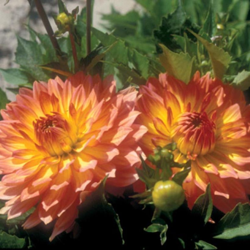 Dwergdahlia Gallery Pablo - perkdahlia (Flowering)