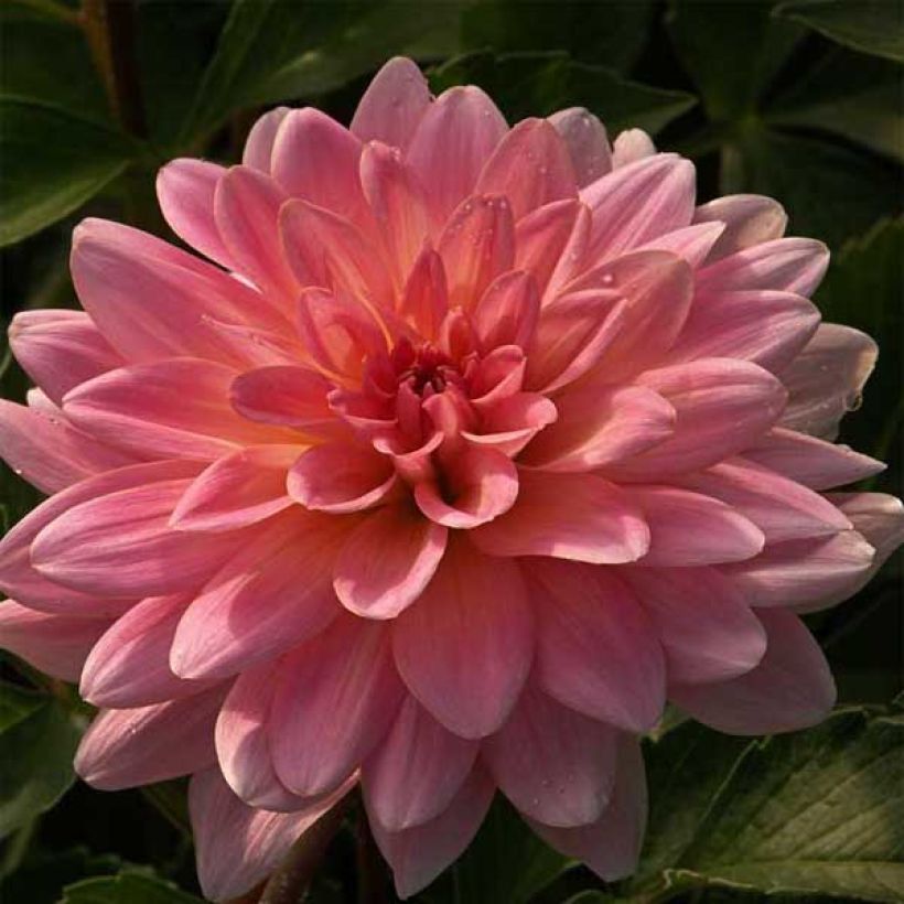 Dahlia Gerrie Hoek - Waterleliedahlia (Flowering)