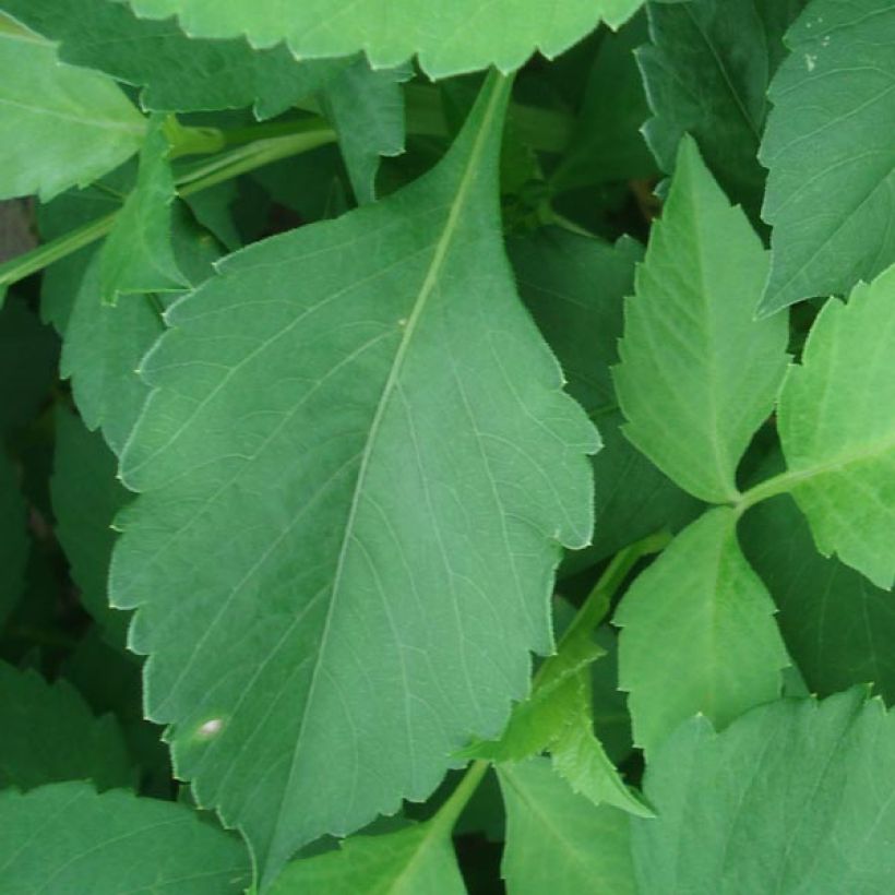 Dahlia Glory of Heemstede - Waterleliedahlia (Foliage)