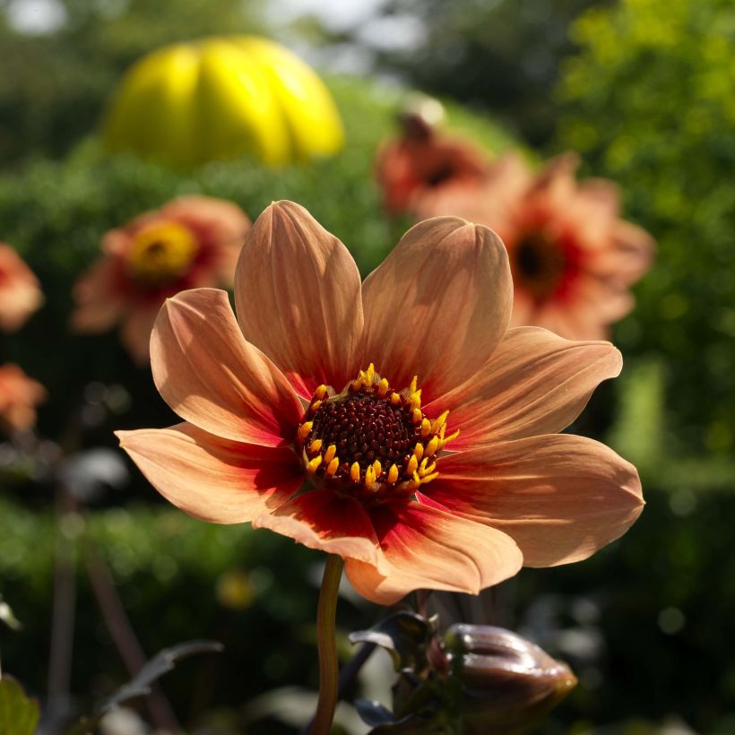 Dahlia Happy Single Date - donkerbladige dahlia (Flowering)