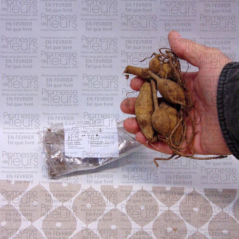 Example of Dahlia Happy Single Flame - donkerbladige dahlia Bol size I as you get