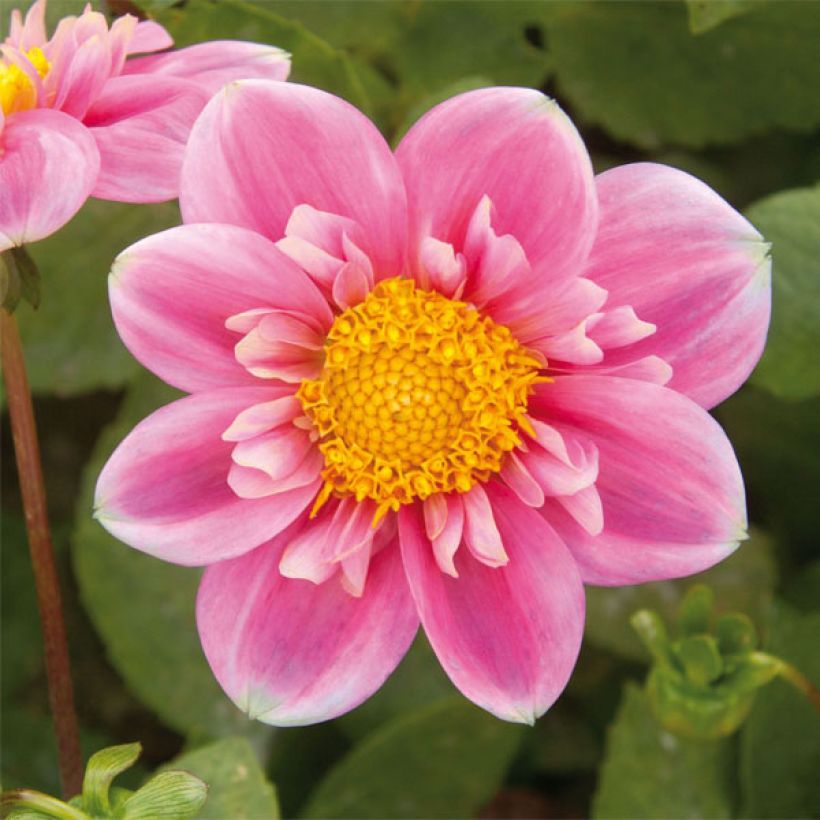 Dahlia Hartenaas - Halskraagdahlia (Flowering)