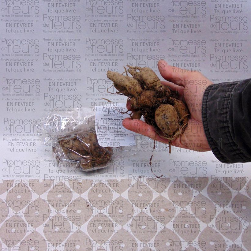 Voorbeeld van een exemplaar van Dahlia Lorana Dawn - orchideebloemige dahlia Bol zoals geleverd