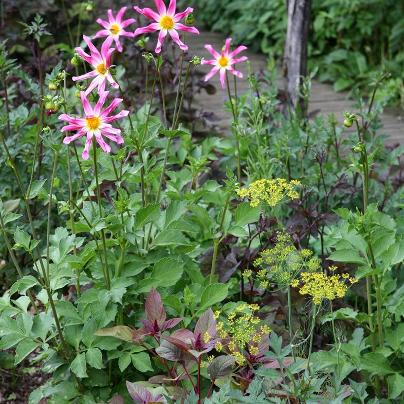 Dahlia Honka Pink - orchideebloemige dahlia (Groeiplaats)