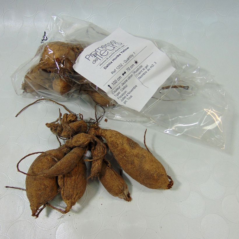 Example of Dahlia Honka Yellow  Bol size I as you get